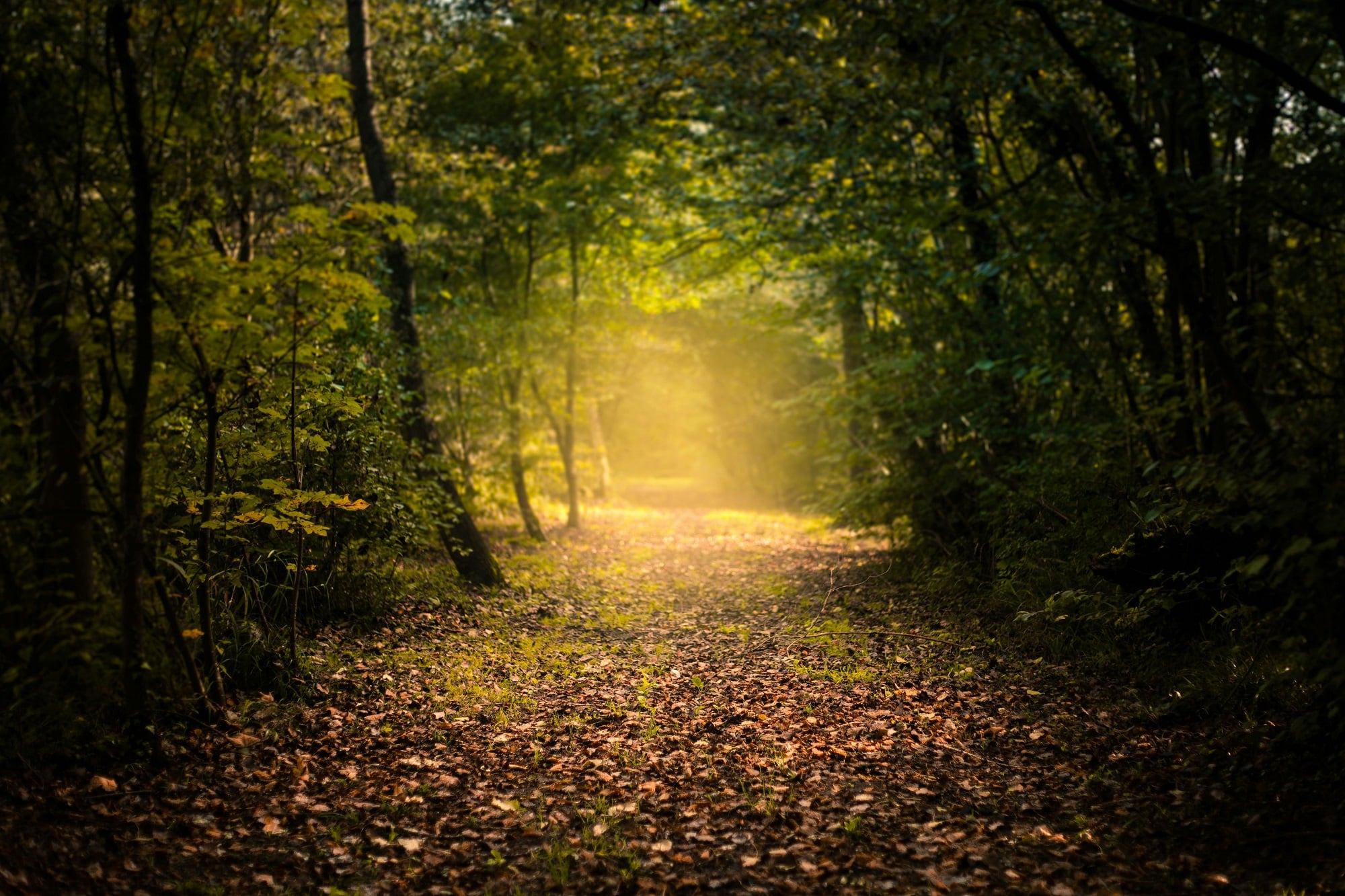 le sous-bois avec au bout la clarté symbolise le chemin introspectif de l'accompagnement avec l'acquisition d'une nouvelle connaissance à son terme
